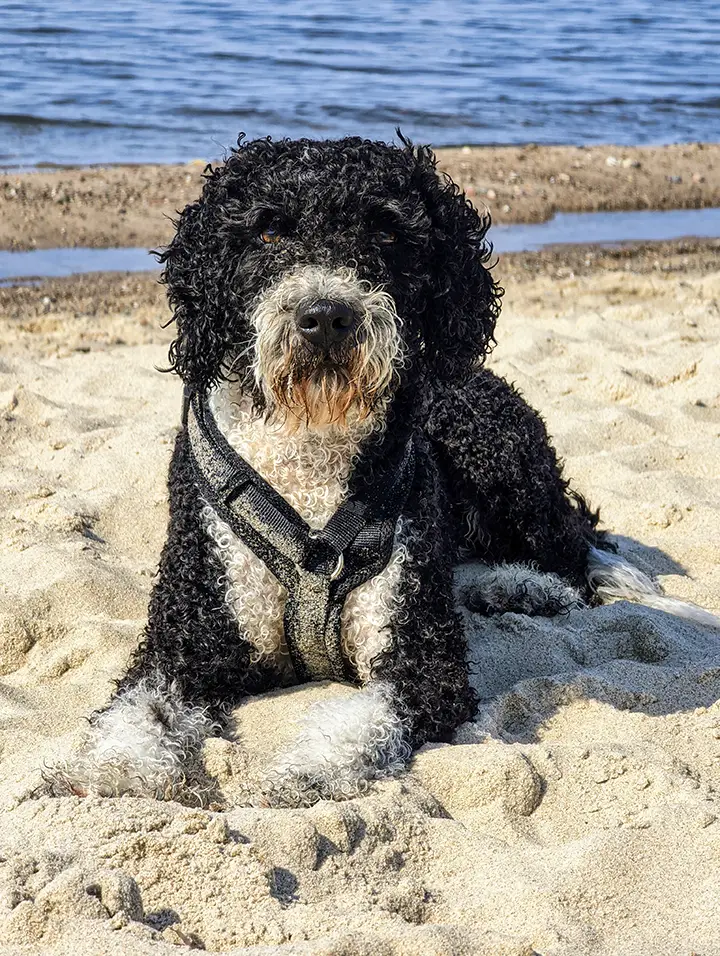 Hund am Strand